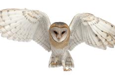 Barn Owl, Tyto Alba, 4 Months Old, Portrait Flying against White Background-Life on White-Photographic Print