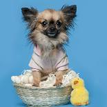 Chihuahua, 16 Months Old, Sitting In Front Of Blue Background With Easter Basket-Life on White-Photographic Print