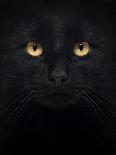 Close-Up Of A Black Cat Looking At The Camera, Isolated On White-Life on White-Art Print