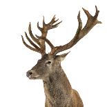 Close-Up of a Red Deer Stag in Front of a White Background-Life on White-Framed Photographic Print