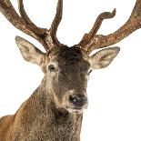 Close-Up of a Red Deer Stag in Front of a White Background-Life on White-Framed Photographic Print