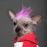 Close-Up Of Chinese Crested Dog With Pink Mohawk, 4 Years Old, In Front Of Grey Background-Life on White-Photographic Print