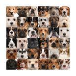 Large Group Of Dog Breeds In Front Of A White Background-Life on White-Art Print