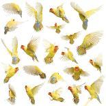 Composition of Rosy-Faced Lovebird Flying, Agapornis Roseicollis, also known as the Peach-Faced Lov-Life on White-Photographic Print