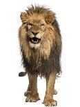 Front View of a Lion Roaring, Standing, Panthera Leo, 10 Years Old, Isolated on White-Life on White-Photographic Print