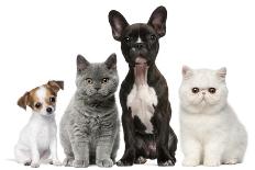 Group of Dogs and Cats in Front of White Background-Life on White-Photographic Print