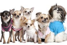 Group Of Dogs Dressed-Up : 5 Chihuahuas And A Shih Tzu-Life on White-Photographic Print
