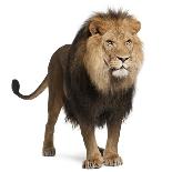 Front View of a Lion Roaring, Standing, Panthera Leo, 10 Years Old, Isolated on White-Life on White-Photographic Print