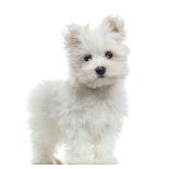 Maltese Puppy Standing, Looking At The Camera, 2 Months Old, Isolated On White-Life on White-Mounted Photographic Print