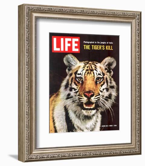 LIFE The Tiger's Kill 1965-null-Framed Premium Giclee Print