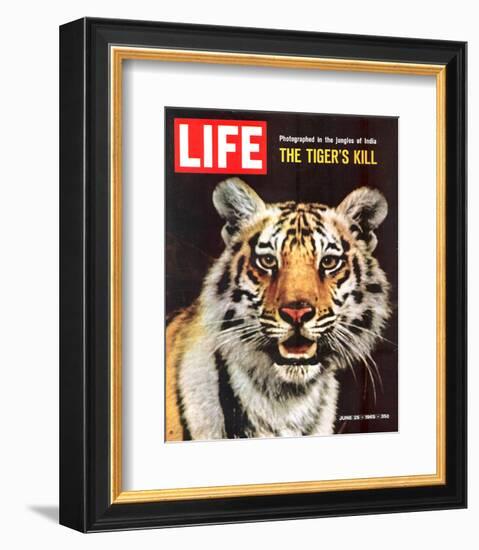 LIFE The Tiger's Kill 1965-null-Framed Premium Giclee Print