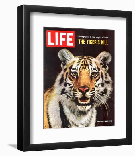 LIFE The Tiger's Kill 1965-null-Framed Premium Giclee Print