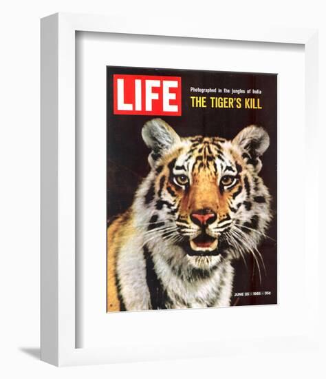 LIFE The Tiger's Kill 1965-null-Framed Premium Giclee Print