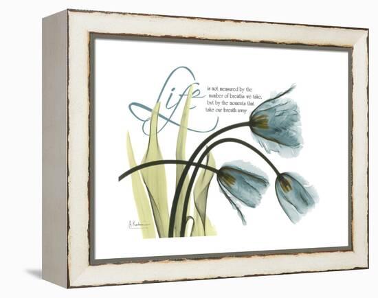 Life Tulips-Albert Koetsier-Framed Stretched Canvas