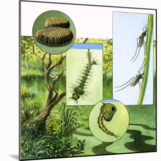 Lifecycle of the Mosquito-R. B. Davis-Mounted Giclee Print