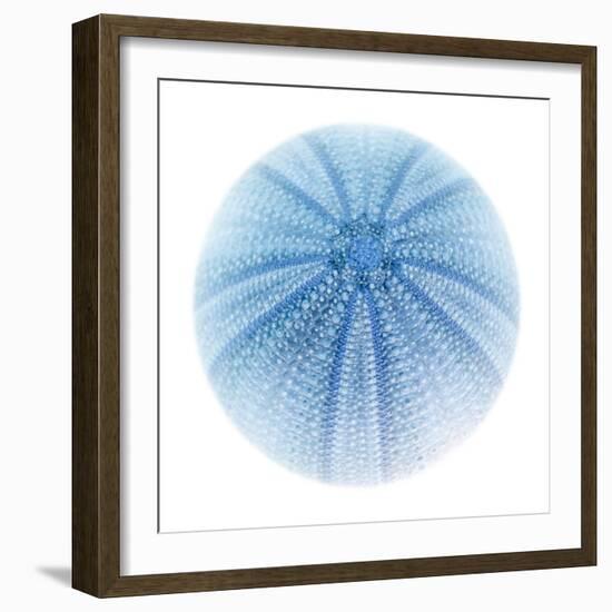 Light 1: Sea Urchin-Doris Mitsch-Framed Photographic Print