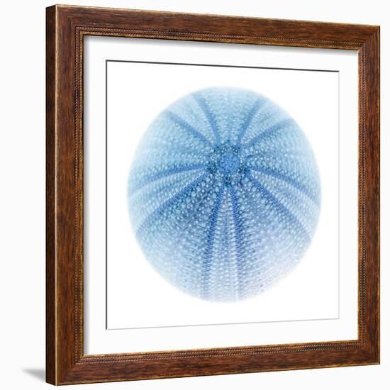 Light 1: Sea Urchin-Doris Mitsch-Framed Photographic Print