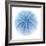 Light 1: Sea Urchin-Doris Mitsch-Framed Photographic Print