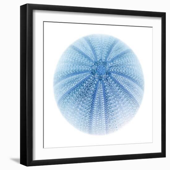 Light 1: Sea Urchin-Doris Mitsch-Framed Photographic Print