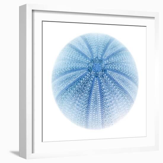 Light 1: Sea Urchin-Doris Mitsch-Framed Photographic Print