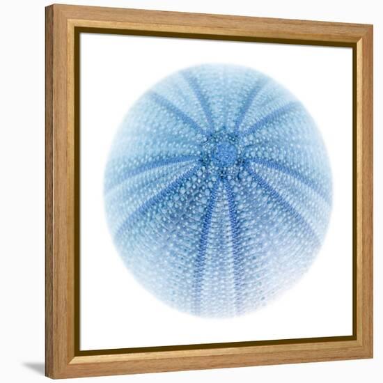 Light 1: Sea Urchin-Doris Mitsch-Framed Premier Image Canvas