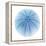 Light 1: Sea Urchin-Doris Mitsch-Framed Premier Image Canvas