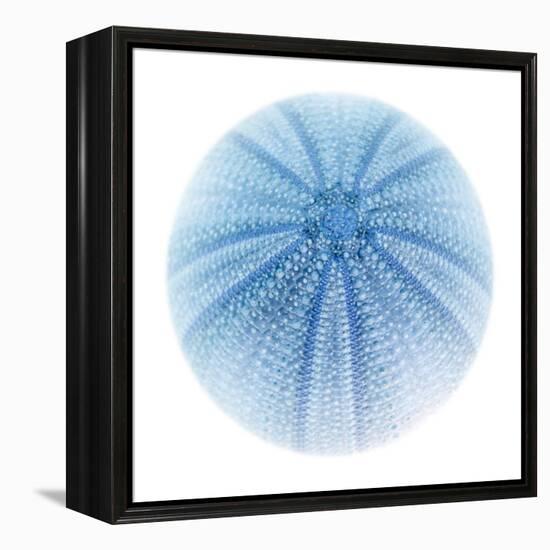 Light 1: Sea Urchin-Doris Mitsch-Framed Premier Image Canvas