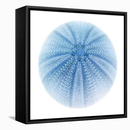 Light 1: Sea Urchin-Doris Mitsch-Framed Premier Image Canvas