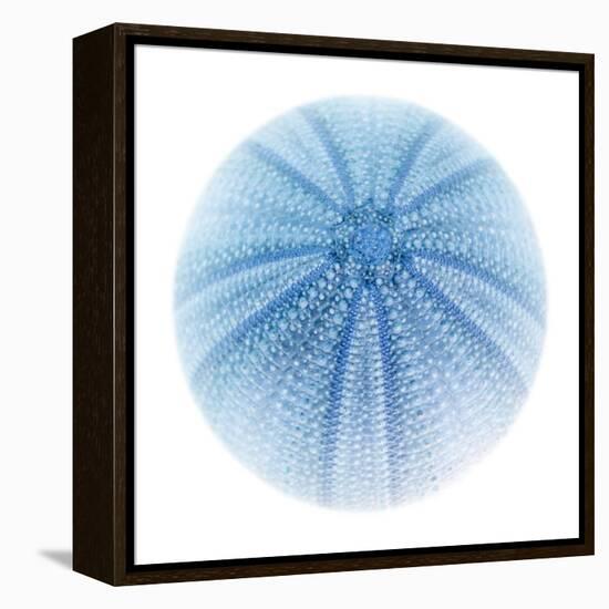 Light 1: Sea Urchin-Doris Mitsch-Framed Premier Image Canvas