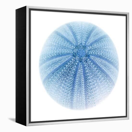 Light 1: Sea Urchin-Doris Mitsch-Framed Premier Image Canvas