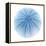 Light 1: Sea Urchin-Doris Mitsch-Framed Premier Image Canvas