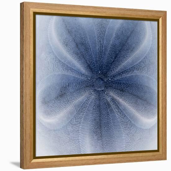 Light 2: Sea Biscuit Sand Dollar-Doris Mitsch-Framed Premier Image Canvas