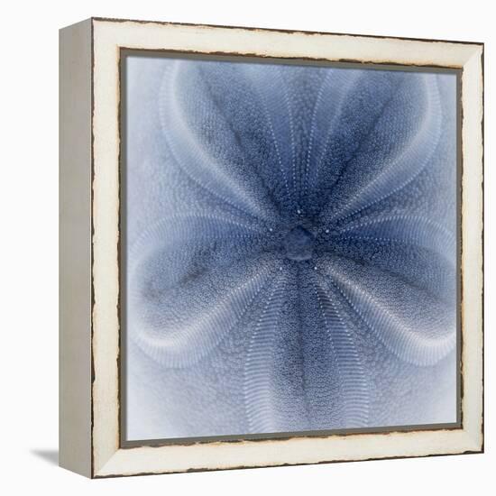 Light 2: Sea Biscuit Sand Dollar-Doris Mitsch-Framed Premier Image Canvas