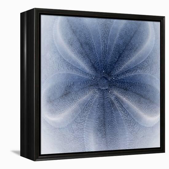 Light 2: Sea Biscuit Sand Dollar-Doris Mitsch-Framed Premier Image Canvas