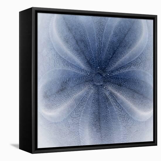 Light 2: Sea Biscuit Sand Dollar-Doris Mitsch-Framed Premier Image Canvas