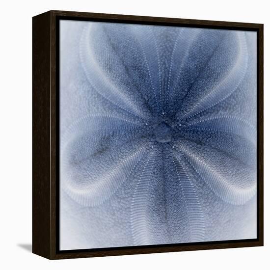 Light 2: Sea Biscuit Sand Dollar-Doris Mitsch-Framed Premier Image Canvas