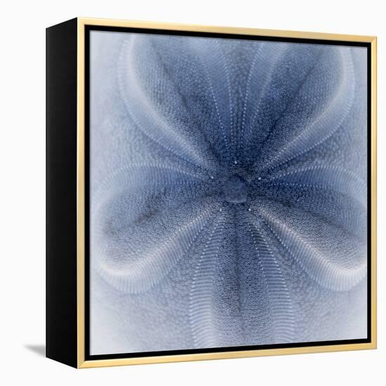 Light 2: Sea Biscuit Sand Dollar-Doris Mitsch-Framed Premier Image Canvas