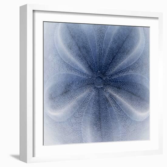 Light 2: Sea Biscuit Sand Dollar-Doris Mitsch-Framed Premium Photographic Print