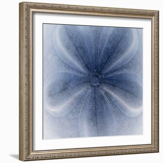 Light 2: Sea Biscuit Sand Dollar-Doris Mitsch-Framed Photographic Print