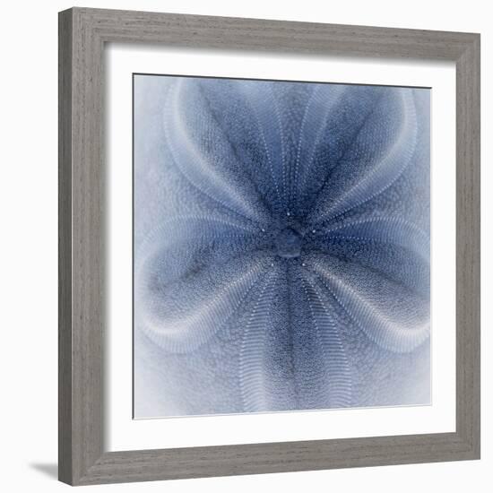 Light 2: Sea Biscuit Sand Dollar-Doris Mitsch-Framed Photographic Print