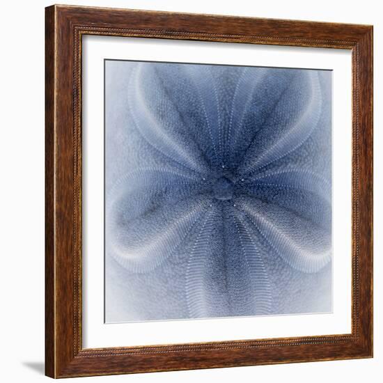 Light 2: Sea Biscuit Sand Dollar-Doris Mitsch-Framed Photographic Print