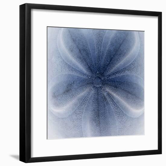 Light 2: Sea Biscuit Sand Dollar-Doris Mitsch-Framed Photographic Print