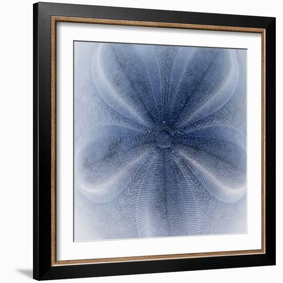 Light 2: Sea Biscuit Sand Dollar-Doris Mitsch-Framed Photographic Print