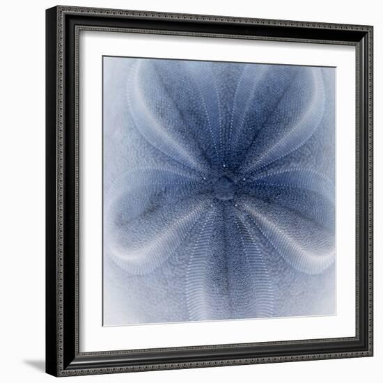 Light 2: Sea Biscuit Sand Dollar-Doris Mitsch-Framed Photographic Print