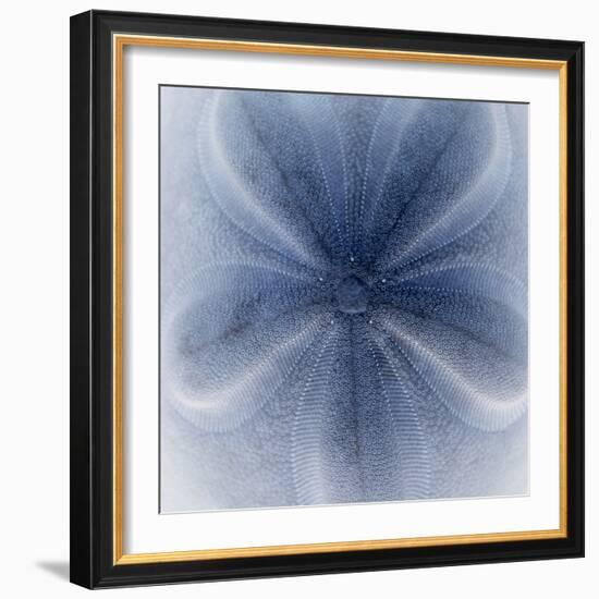 Light 2: Sea Biscuit Sand Dollar-Doris Mitsch-Framed Photographic Print