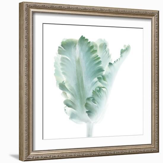 Light 3: parrot Tulip-Doris Mitsch-Framed Premium Photographic Print