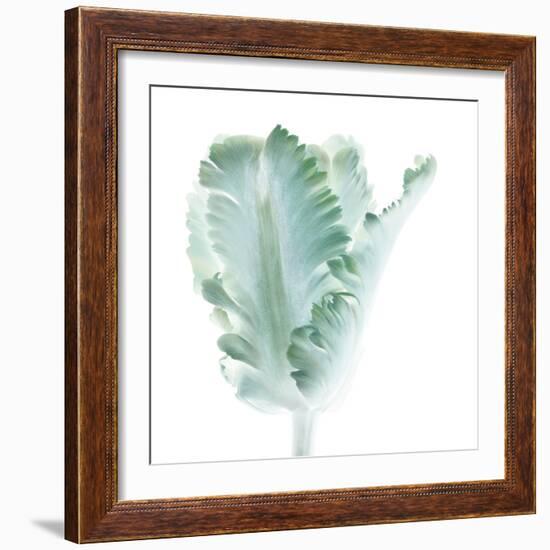 Light 3: parrot Tulip-Doris Mitsch-Framed Photographic Print