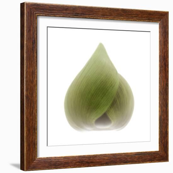 Light 4: Sacred Lotus Bud-Doris Mitsch-Framed Photographic Print