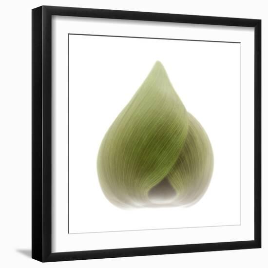 Light 4: Sacred Lotus Bud-Doris Mitsch-Framed Photographic Print