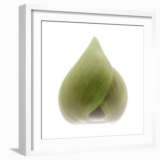 Light 4: Sacred Lotus Bud-Doris Mitsch-Framed Photographic Print